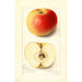 Malus domestica Banana - Amanda Almira Newton — widok dzieła