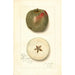 Malus domestica Ben Cap - Amanda Almira Newton — widok dzieła