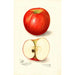 Malus domestica Doctor - Amanda Almira Newton — widok dzieła