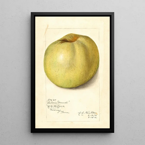 Malus domestica Gloria Mundi - Amanda Almira Newton — oprawiony obraz na ścianie