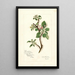 Reprodukcja obrazu Malus domestica Jonathan - Amanda Almira Newton