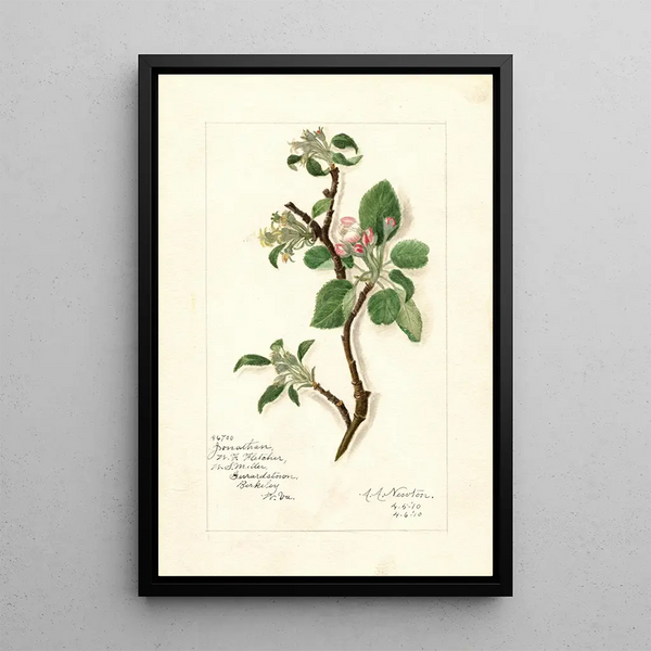 Reprodukcja obrazu Malus domestica Jonathan - Amanda Almira Newton