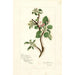 Reprodukcja obrazu Malus domestica Jonathan - Amanda Almira Newton