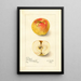Reprodukcja obrazu Malus domestica Lady Blush - Amanda Almira Newton