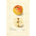 Reprodukcja obrazu Malus domestica Lady Blush - Amanda Almira Newton