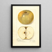 Reprodukcja obrazu Malus domestica Pumpkin Sweet - Amanda Almira Newton