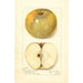 Reprodukcja obrazu Malus domestica Pumpkin Sweet - Amanda Almira Newton