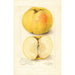 Malus domestica Stones Apple - Amanda Almira Newton — widok dzieła