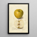 Reprodukcja obrazu Malus domestica Tallow Pippin - Amanda Almira Newton