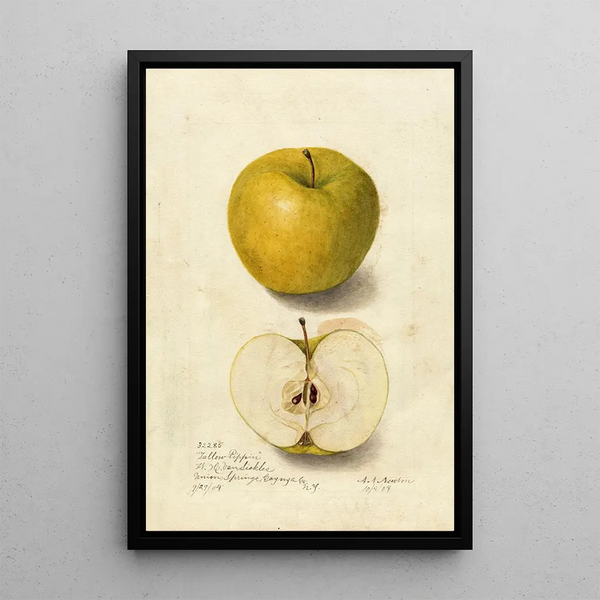 Reprodukcja obrazu Malus domestica Tallow Pippin - Amanda Almira Newton