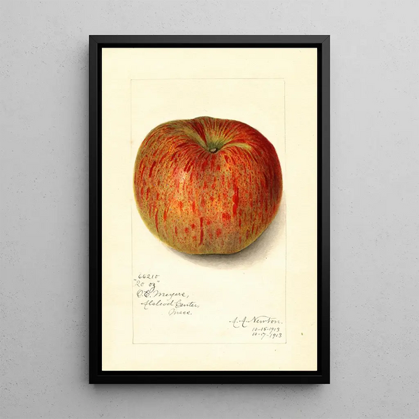 Reprodukcja obrazu Malus domestica Twenty Ounce - Amanda Almira Newton