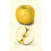 Malus domestica White Pippin - Amanda Almira Newton — widok dzieła