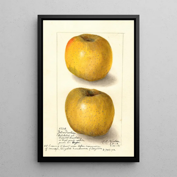 Malus domestica Yellow Newtown - Amanda Almira Newton — oprawiony obraz na ścianie