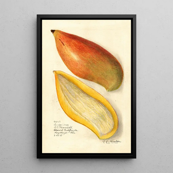 Reprodukcja obrazu Mangifera indica Amiri - Amanda Almira Newton