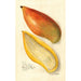 Reprodukcja obrazu Mangifera indica Amiri - Amanda Almira Newton