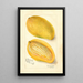 Reprodukcja obrazu Mangifera indica Cambodiana - Amanda Almira Newton