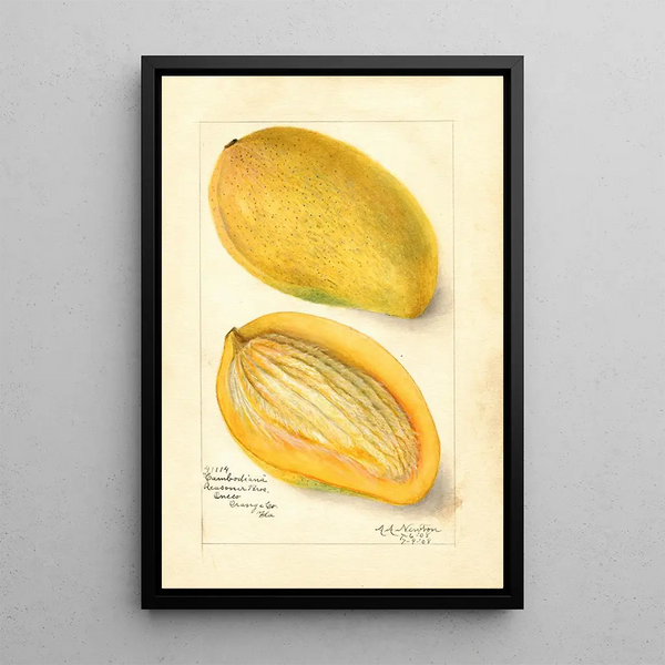 Reprodukcja obrazu Mangifera indica Cambodiana - Amanda Almira Newton