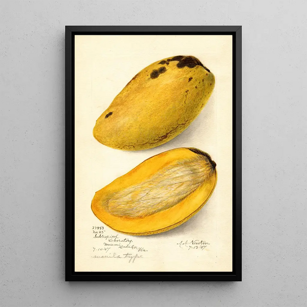 Reprodukcja obrazu Mangifera indica No - Amanda Almira Newton