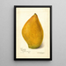 Reprodukcja obrazu Mangifera indica Sandersha - Amanda Almira Newton