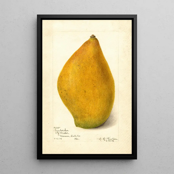 Reprodukcja obrazu Mangifera indica Sandersha - Amanda Almira Newton