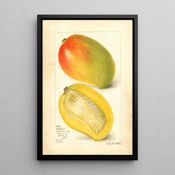 Reprodukcja obrazu Mangifera indica Totafari - Amanda Almira Newton