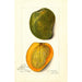 Mangifera indica White Alphonse - Amanda Almira Newton — widok dzieła
