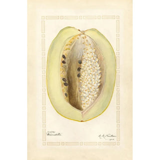 Amanda Almira Newton - Passiflora quadrangularis.webp