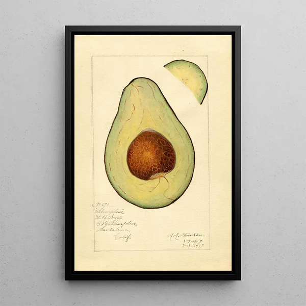 Reprodukcja obrazu Persea Sharpless - Amanda Almira Newton