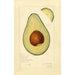 Reprodukcja obrazu Persea Sharpless - Amanda Almira Newton