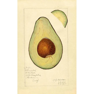 Amanda Almira Newton - Persea Sharpless.webp