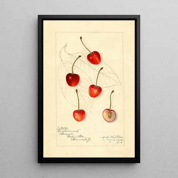 Reprodukcja obrazu Prunus avium Centennial - Amanda Almira Newton