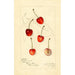 Reprodukcja obrazu Prunus avium Centennial - Amanda Almira Newton