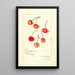 Prunus avium Kirkland - Amanda Almira Newton — oprawiony obraz na ścianie