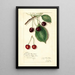 Reprodukcja obrazu Prunus avium Knight Early Red - Amanda Almira Newton