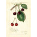 Reprodukcja obrazu Prunus avium Knight Early Red - Amanda Almira Newton