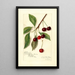 Reprodukcja obrazu Prunus avium Roditelsky - Amanda Almira Newton