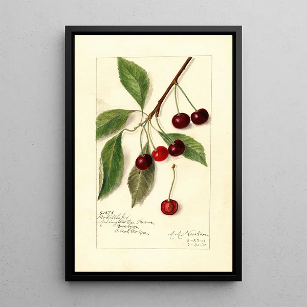 Reprodukcja obrazu Prunus avium Roditelsky - Amanda Almira Newton