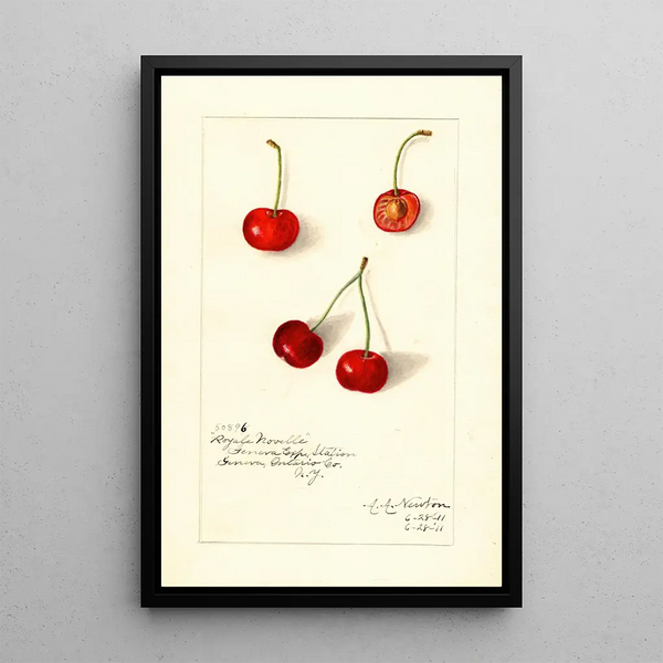 Reprodukcja obrazu Prunus avium Royal Novelle - Amanda Almira Newton