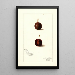 Amanda Almira Newton - Prunus avium Safra.webp