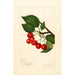 Prunus avium Sidney - Amanda Almira Newton — widok dzieła