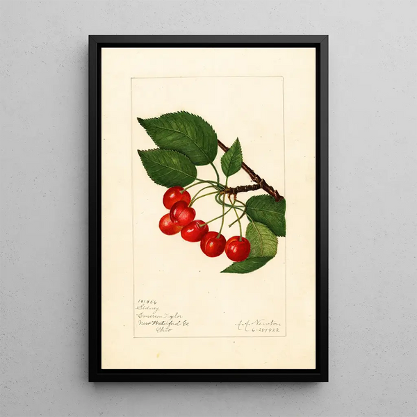 Prunus avium Sidney - Amanda Almira Newton — oprawiony obraz na ścianie