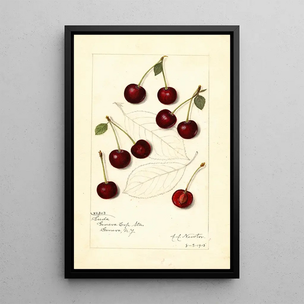 Prunus avium Suda - Amanda Almira Newton — oprawiony obraz na ścianie