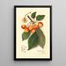 Reprodukcja obrazu Prunus avium Yellow Spanish - Amanda Almira Newton