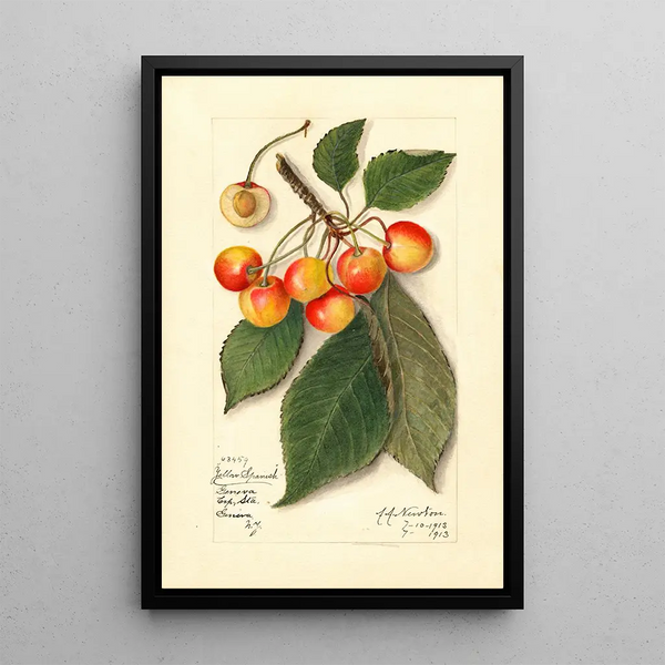 Reprodukcja obrazu Prunus avium Yellow Spanish - Amanda Almira Newton