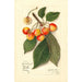 Reprodukcja obrazu Prunus avium Yellow Spanish - Amanda Almira Newton