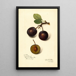 Amanda Almira Newton - Prunus domestica Late Orleans.webp