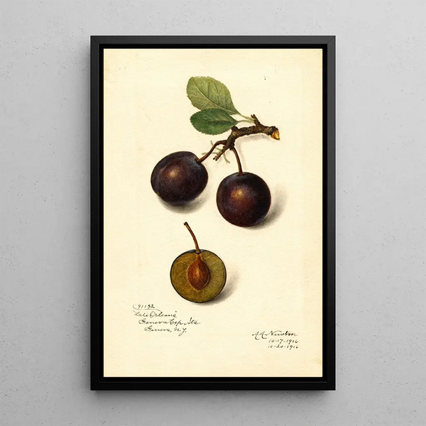 Reprodukcja obrazu Prunus domestica Late Orleans - Amanda Almira Newton