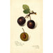 Reprodukcja obrazu Prunus domestica Late Orleans - Amanda Almira Newton
