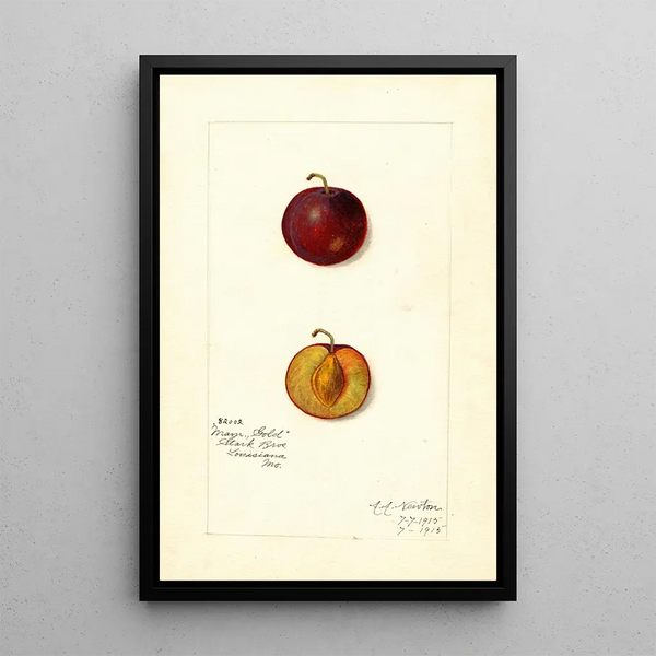 Reprodukcja obrazu Prunus domestica Mammoth Gold - Amanda Almira Newton