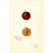 Reprodukcja obrazu Prunus domestica Mammoth Gold - Amanda Almira Newton